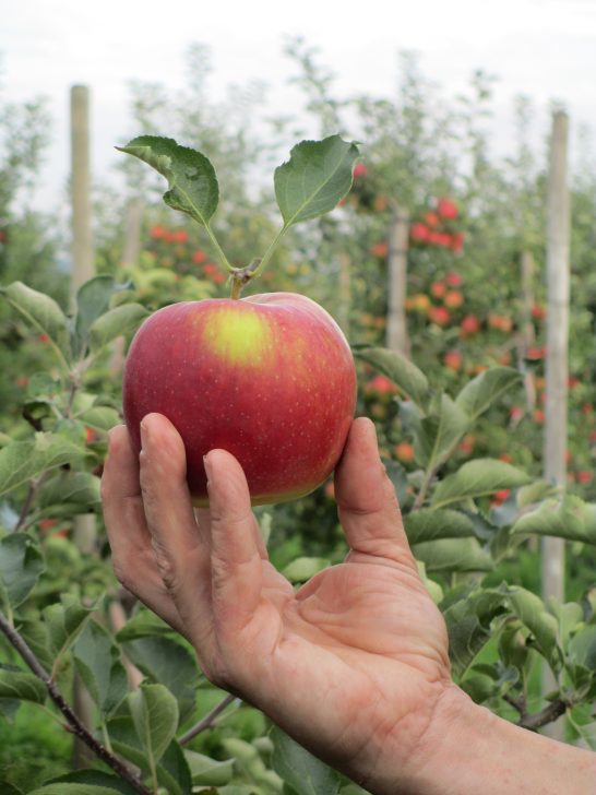 Mayerhof - Apfel in der Hand