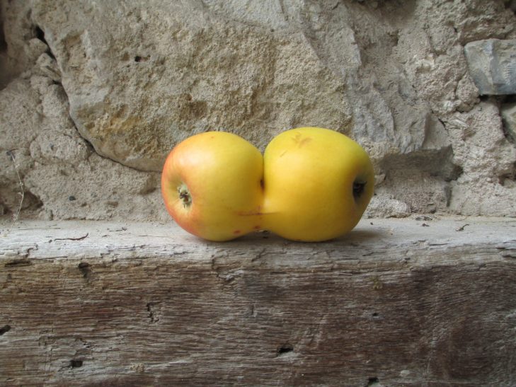 Mayerhof - Apfel Portraet 