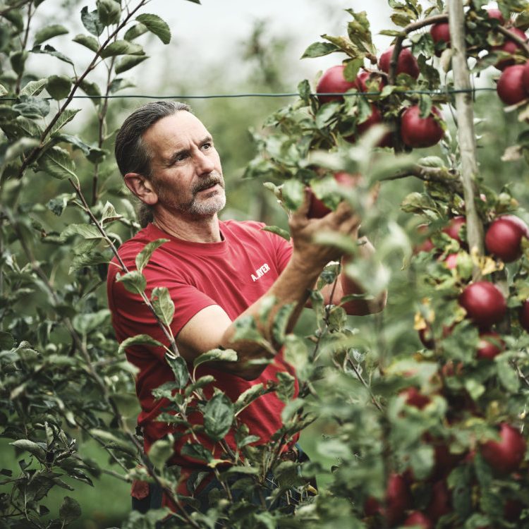 Achim Mayer bei der Obstbaumpflege