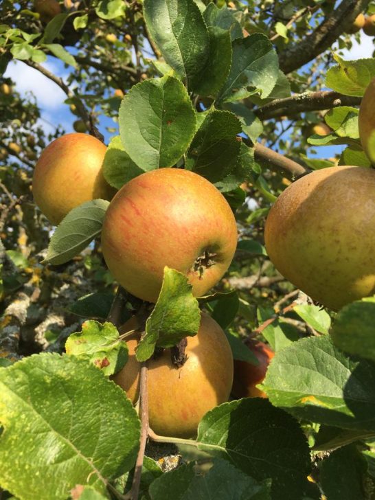 Mayerhof - Apfelbaum auf den Streuobstwiesen