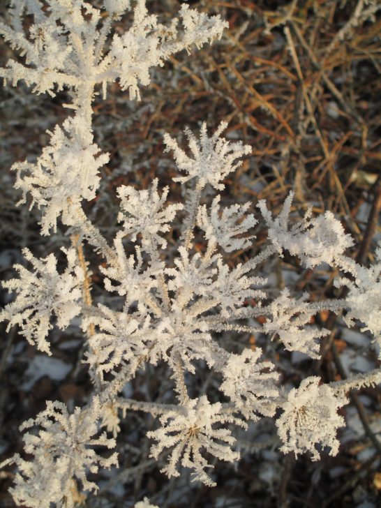 Mayerhof - Frostblume Apfel Sow