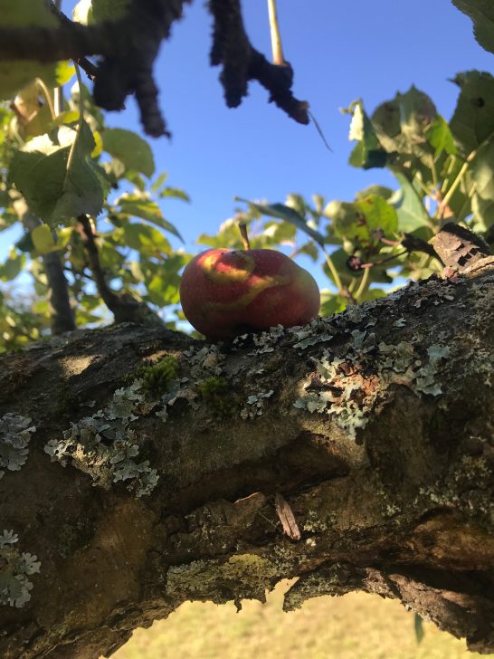 Mayerhof - Apfel in der Natur