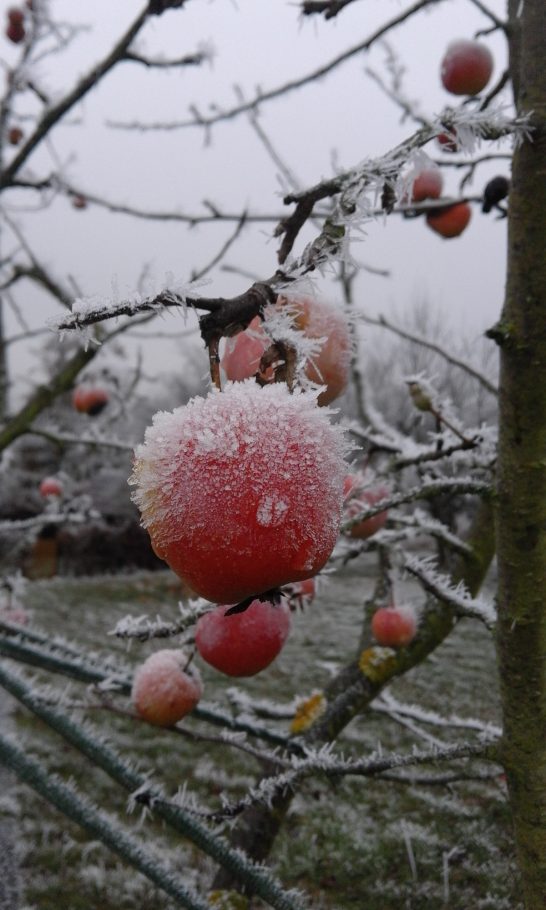 Mayerhof - Frostapfel im Winter