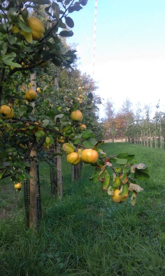 Mayerhof - Quittenplantage
