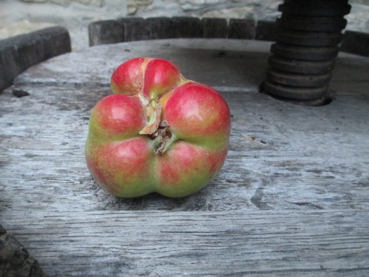 Mayerhof - Apfel Portraet grün rot
